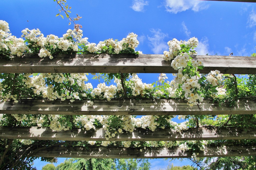 Foto: Parque Cervantes - Barcelona (Cataluña), España