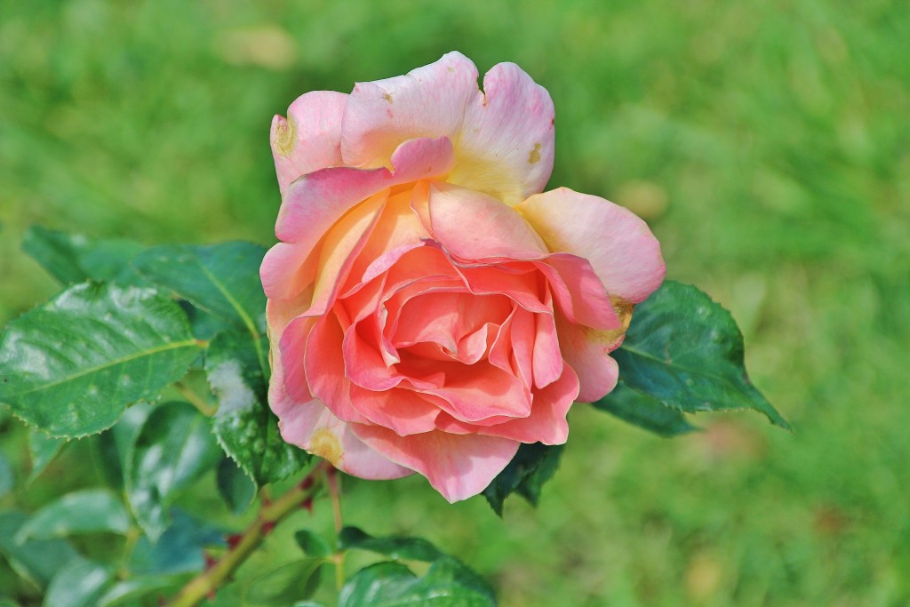 Foto: Parque Cervantes - Barcelona (Cataluña), España