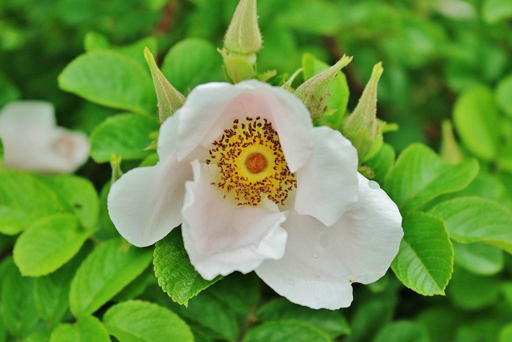 Foto: Parque Cervantes - Barcelona (Cataluña), España