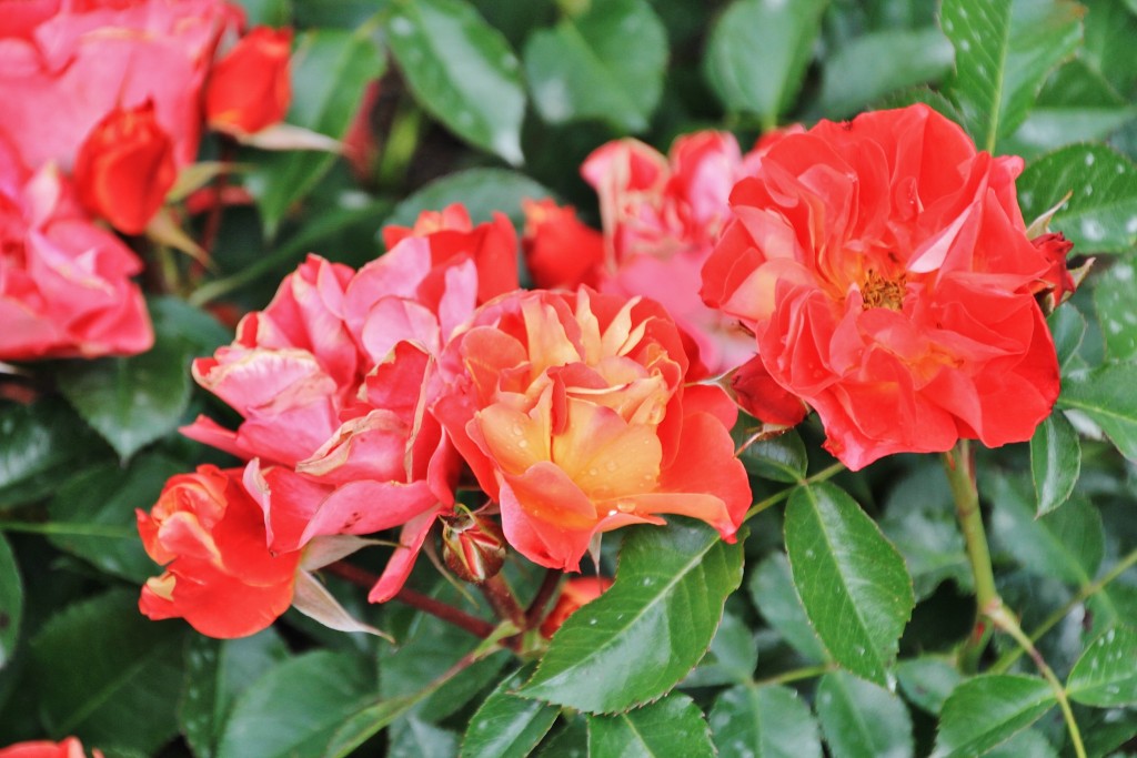 Foto: Parque Cervantes - Barcelona (Cataluña), España