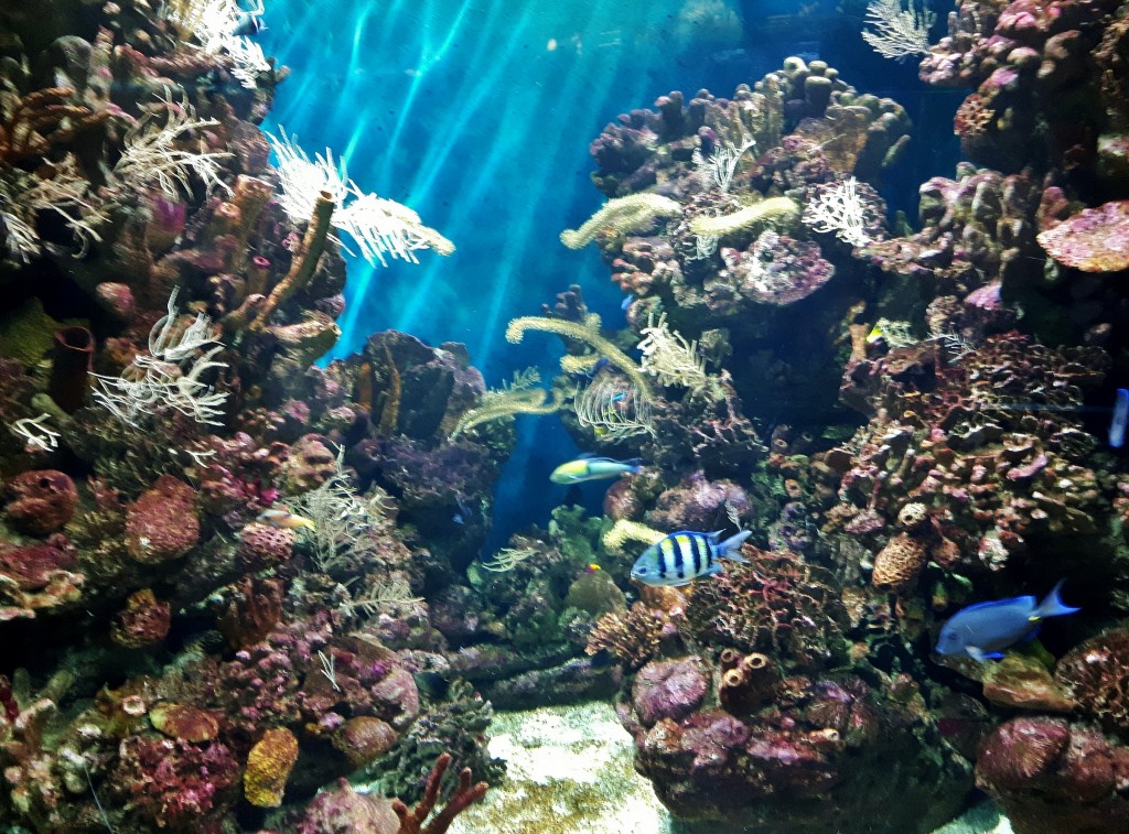 Foto: Acuario - Barcelona (Cataluña), España