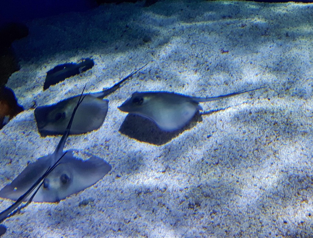 Foto: Acuario - Barcelona (Cataluña), España