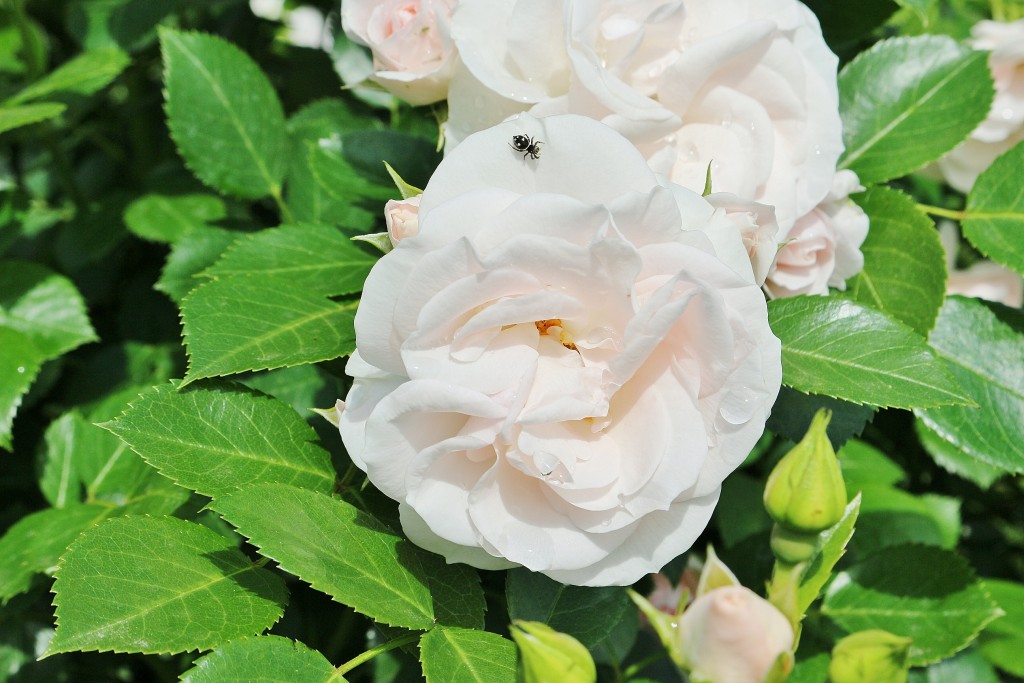 Foto: Parque Cervantes - Barcelona (Cataluña), España