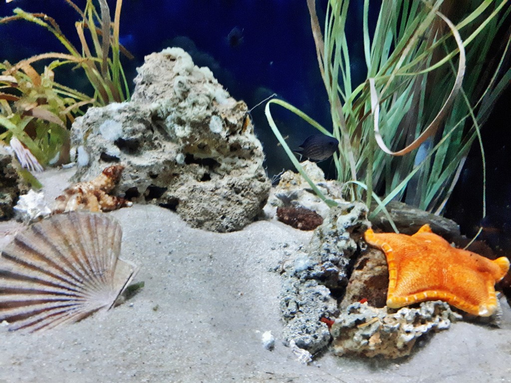 Foto: Acuario - Barcelona (Cataluña), España