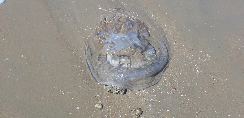 Foto de Cádiz (Andalucía), España