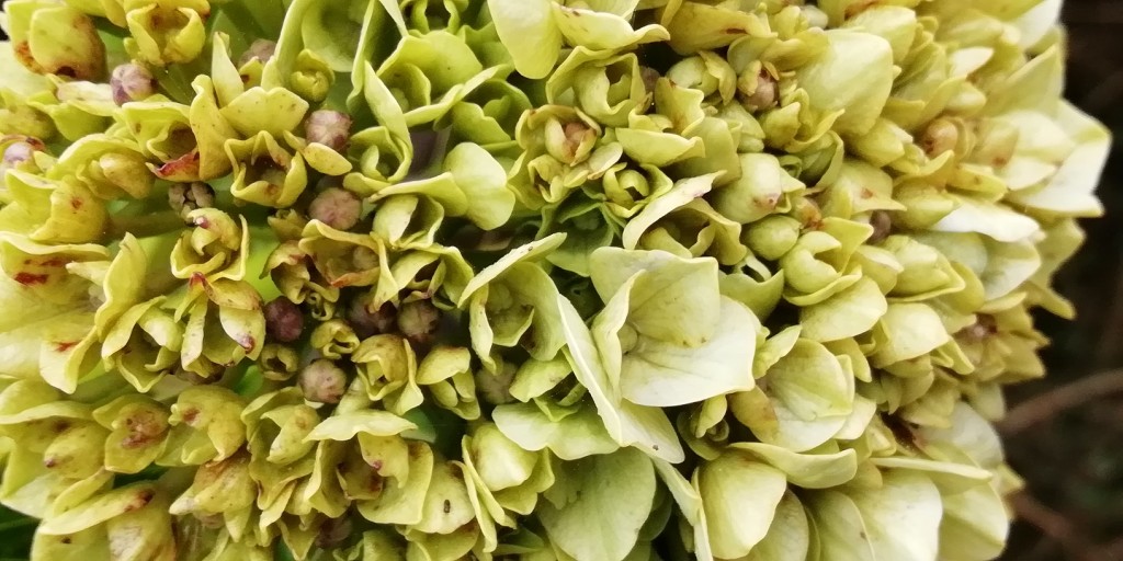 Foto de Ojo de Agua de Dota (San José), Costa Rica