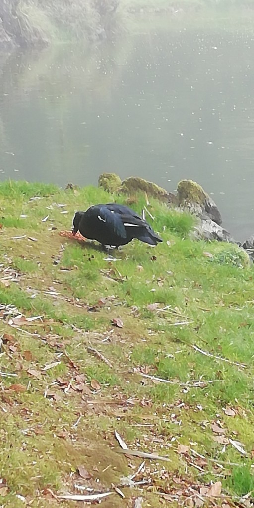 Foto de Ojo de Agua de Dota (San José), Costa Rica