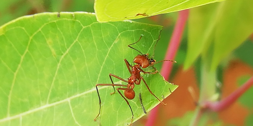 Foto: Esparza - Esparza (Puntarenas), Costa Rica