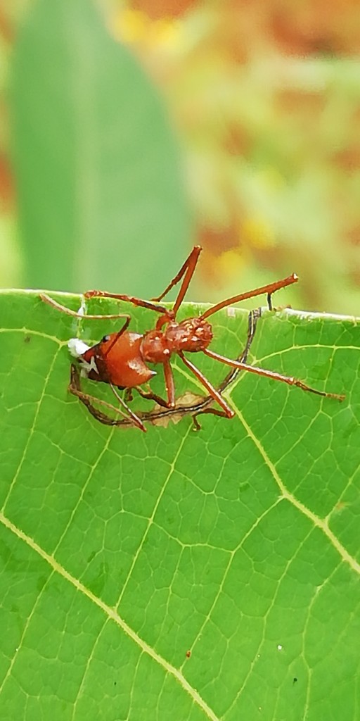 Foto: Esparza - Esparza (Puntarenas), Costa Rica
