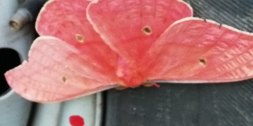 Foto de Ojo de Agua de Dota (San José), Costa Rica