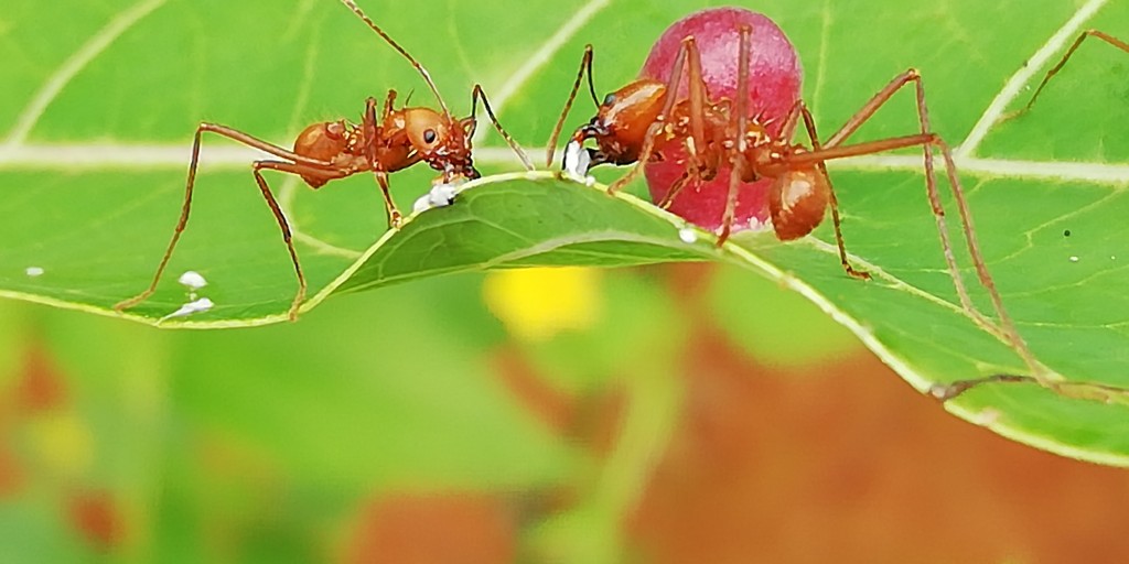 Foto: Esparza - Esparza (Puntarenas), Costa Rica