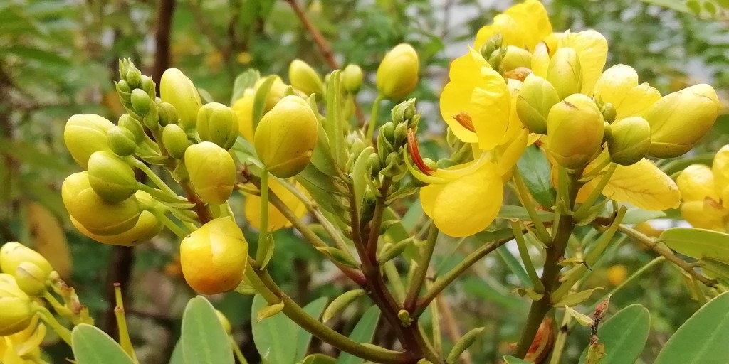 Foto de Ojo de Agua de Dota (San José), Costa Rica