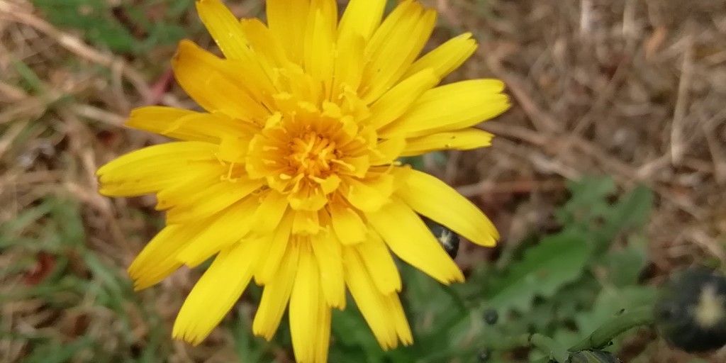 Foto de Ojo de Agua de Dota (San José), Costa Rica