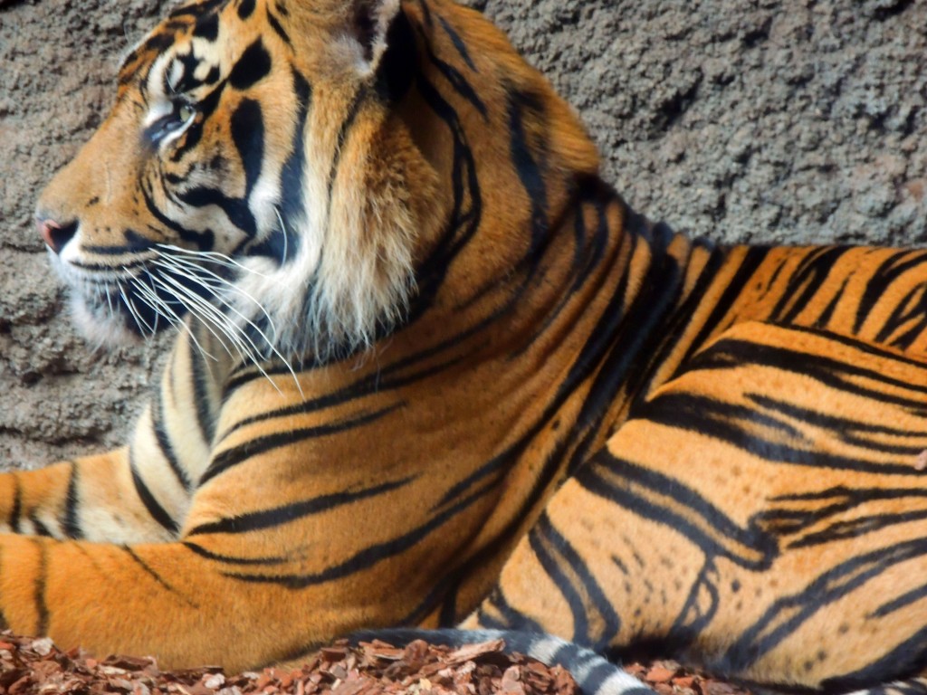Foto de Fuengirola (Málaga), España