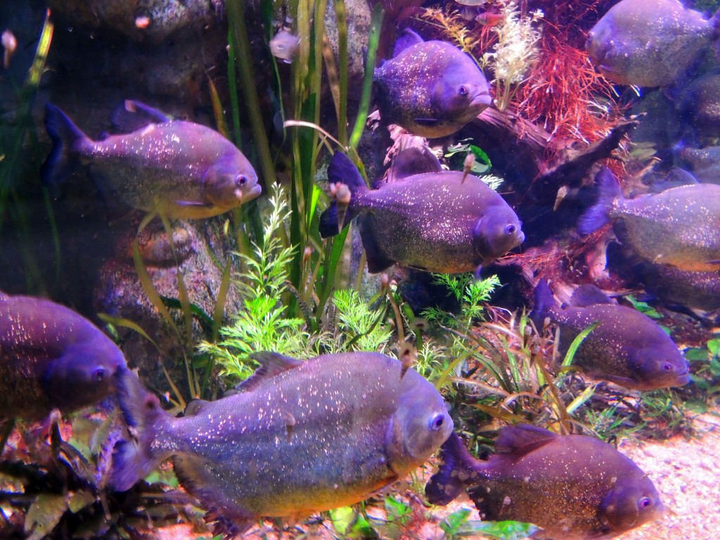 Foto de Fuengirola (Málaga), España