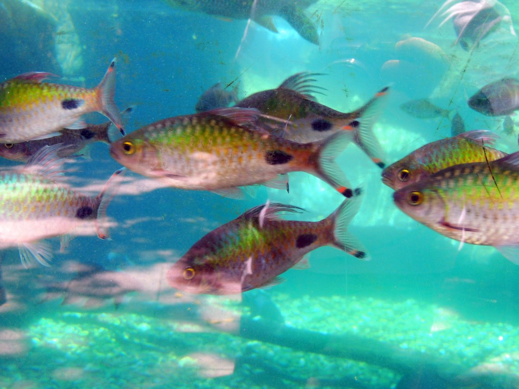 Foto de Fuengirola (Málaga), España