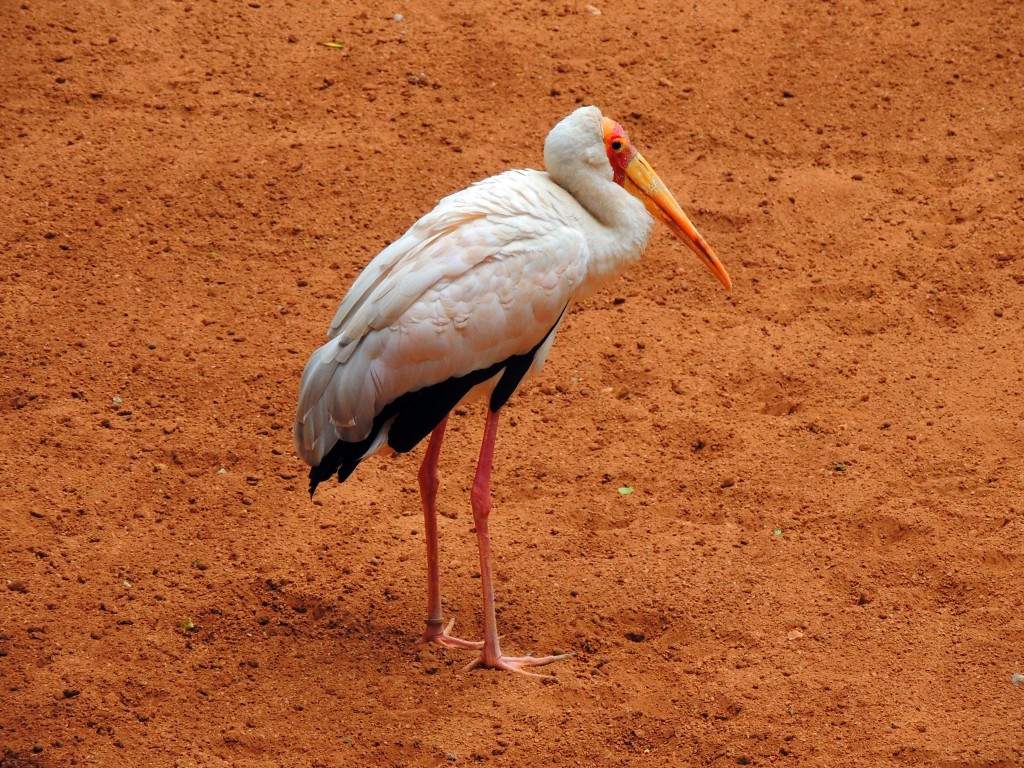 Foto de Fuengirola (Málaga), España