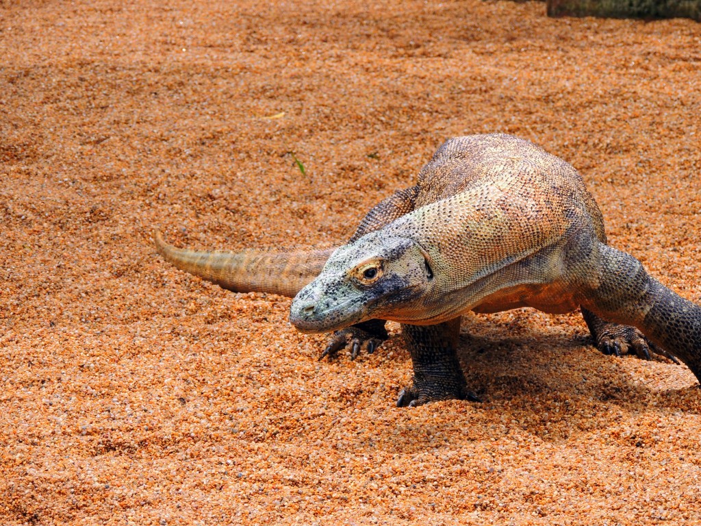 Foto de Fuengirola (Málaga), España