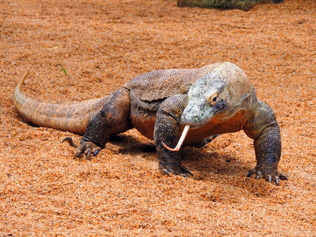 Foto de Fuengirola (Málaga), España