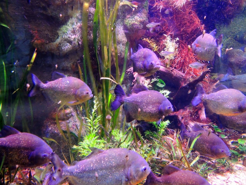 Foto de Fuengirola (Málaga), España