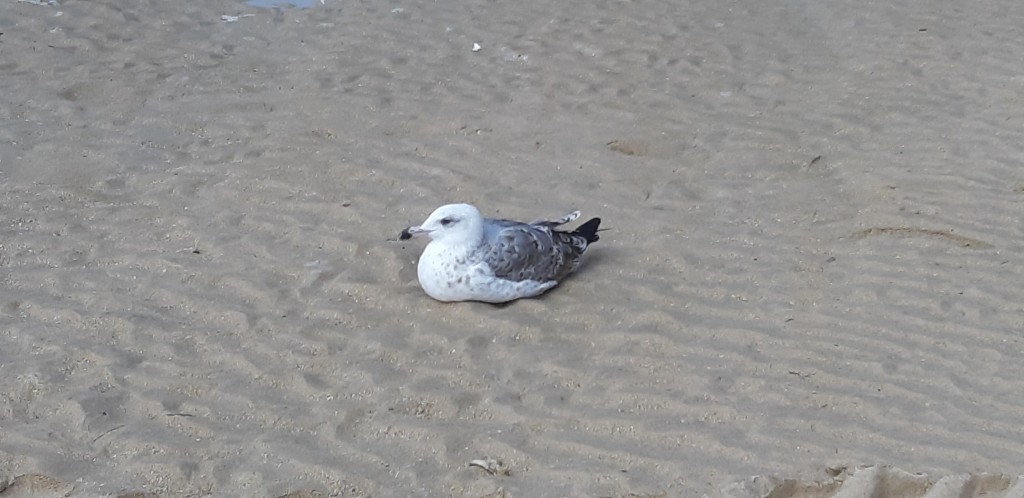 Foto de Cádiz (Andalucía), España
