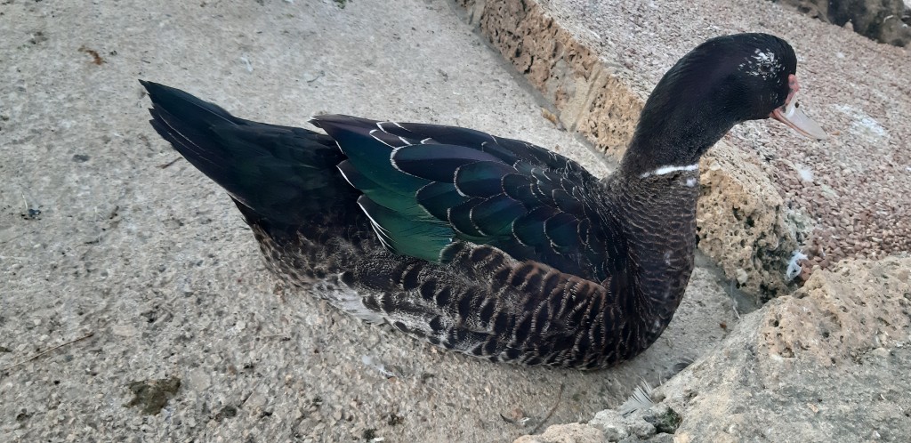 Foto de Cádiz (Andalucía), España