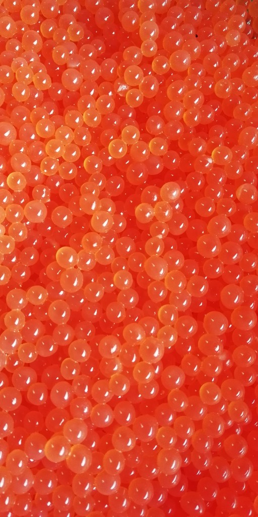 Foto: Huevos - Ojo de Agua de Dota (San José), Costa Rica