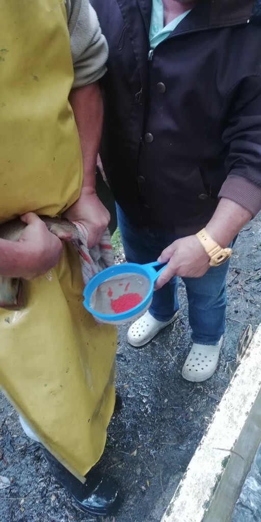 Foto: Desove de trucha - Ojo de Agua de Dota (San José), Costa Rica