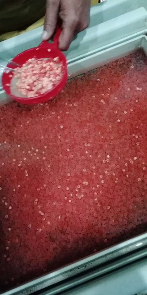 Foto: Huevos - Ojo de Agua de Dota (San José), Costa Rica