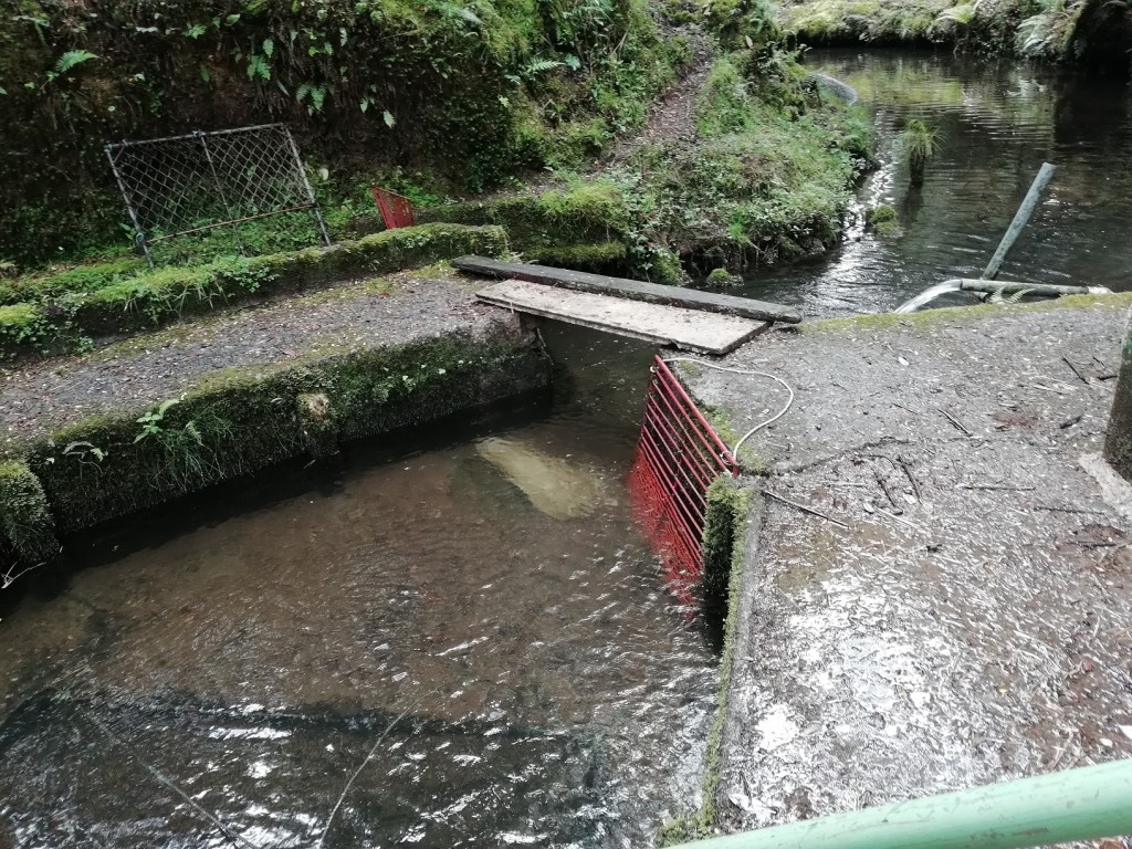 Foto: Trampa - Ojo de Agua de Dota (San José), Costa Rica