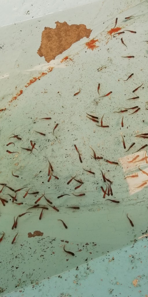 Foto: Alevines de Trucha - Ojo de Agua de Dota (San José), Costa Rica