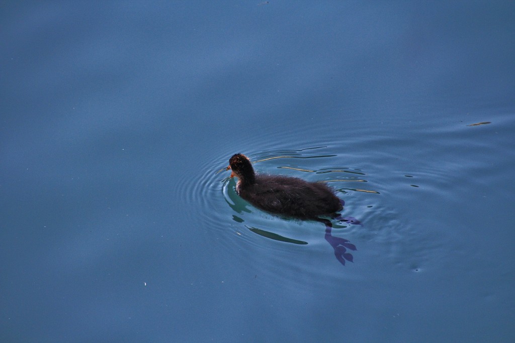 Foto: Patito - Sirmione (Lombardy), Italia
