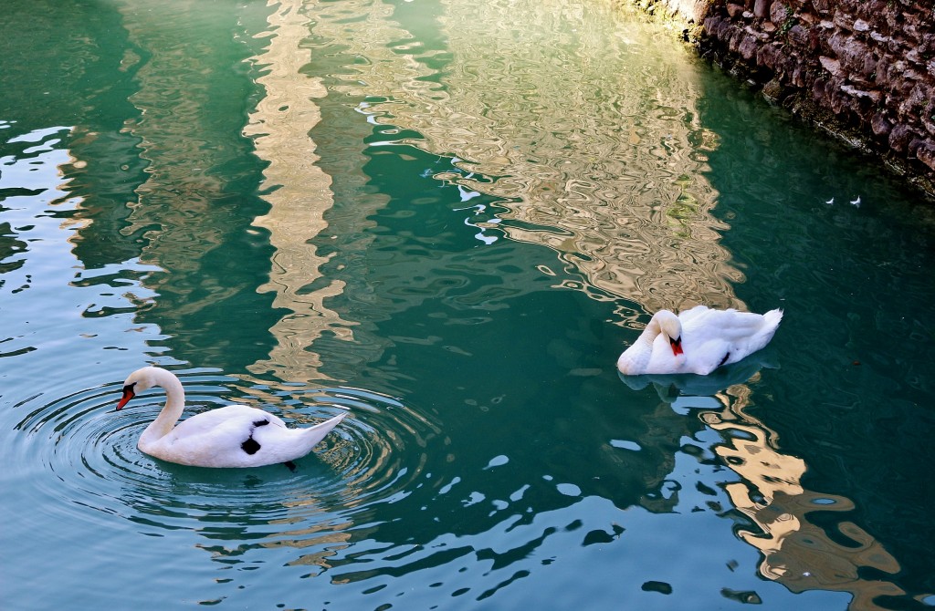 Foto: Patitos - Sirmione (Lombardy), Italia