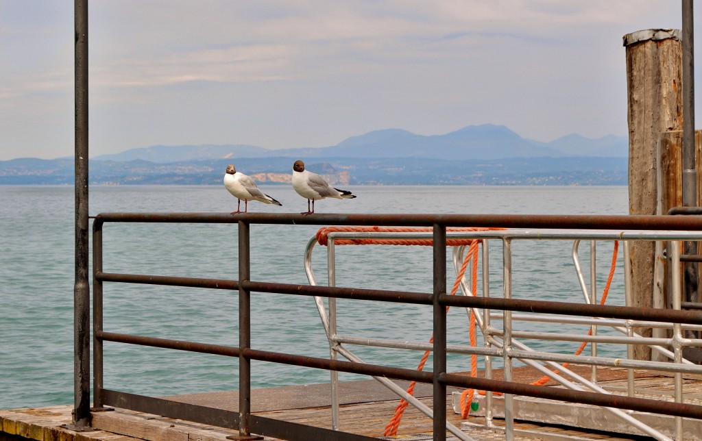 Foto: Puerto - Bardolino (Veneto), Italia