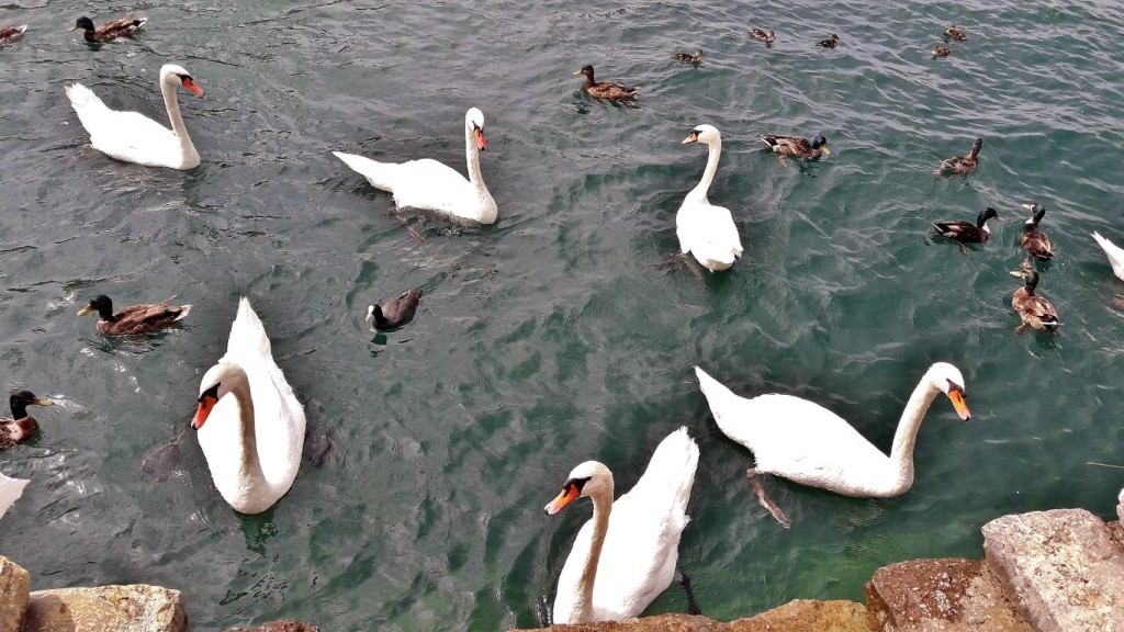 Foto: Puerto - Torri del Benaco (Veneto), Italia