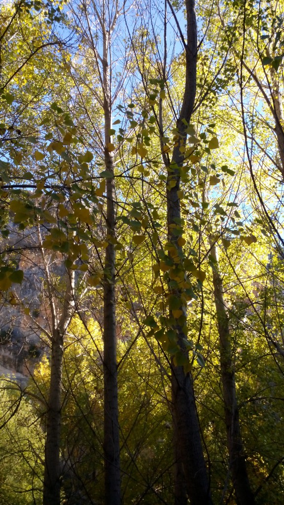 Foto: Hoces del Mesa - Jaraba (Zaragoza), España