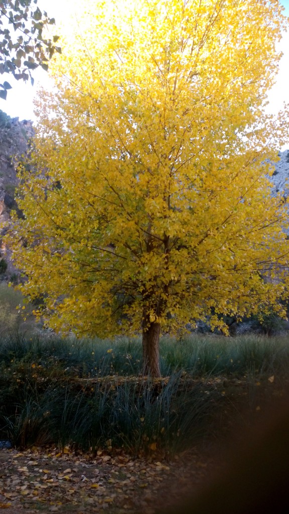 Foto: Hoces del Mesa - Jaraba (Zaragoza), España