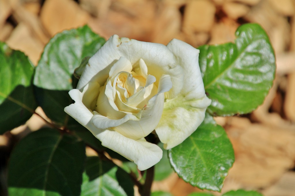 Foto: Concurso de rosas - Barcelona (Cataluña), España