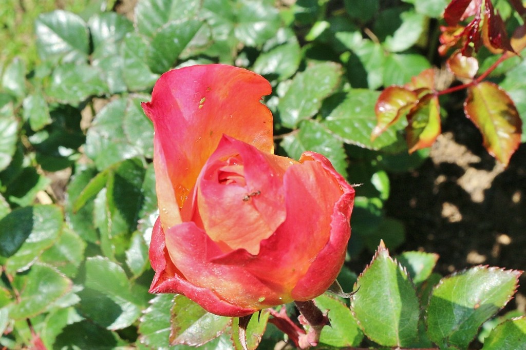 Foto: Concurso de rosas - Barcelona (Cataluña), España