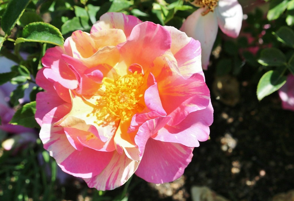 Foto: Concurso de rosas - Barcelona (Cataluña), España