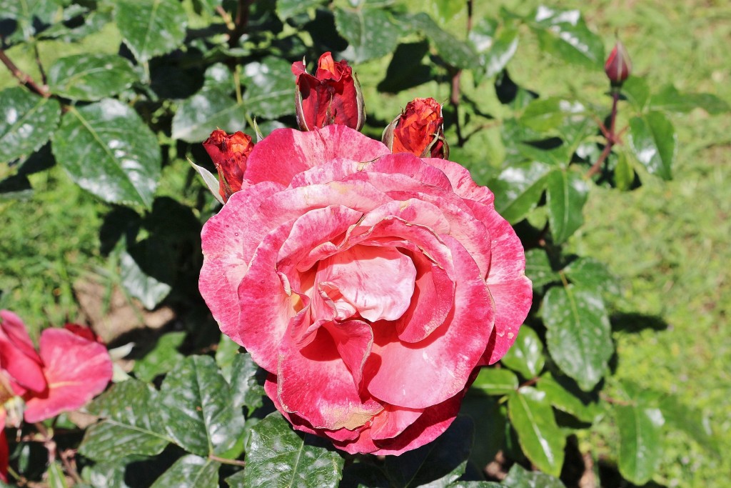 Foto: Concurso de rosas - Barcelona (Cataluña), España