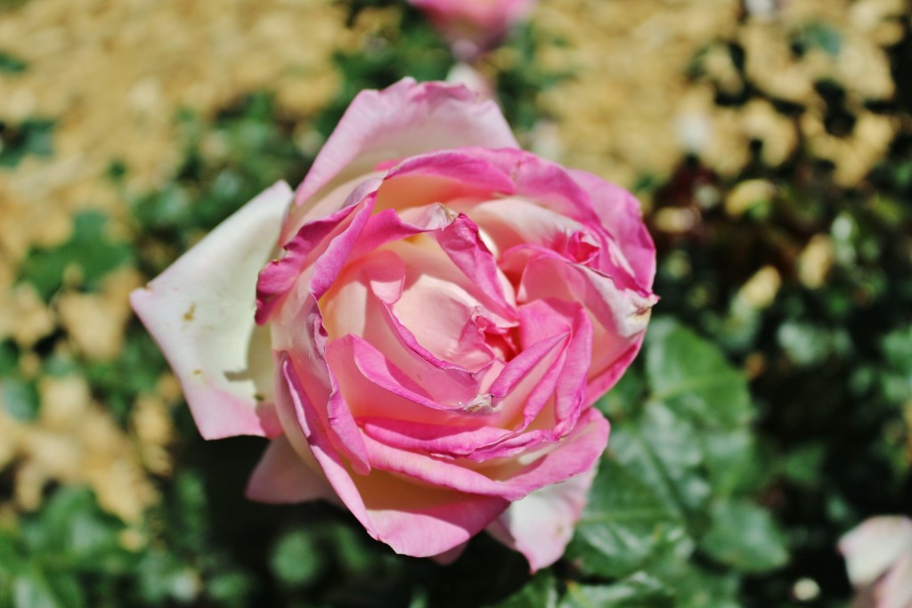 Foto: Concurso de rosas - Barcelona (Cataluña), España