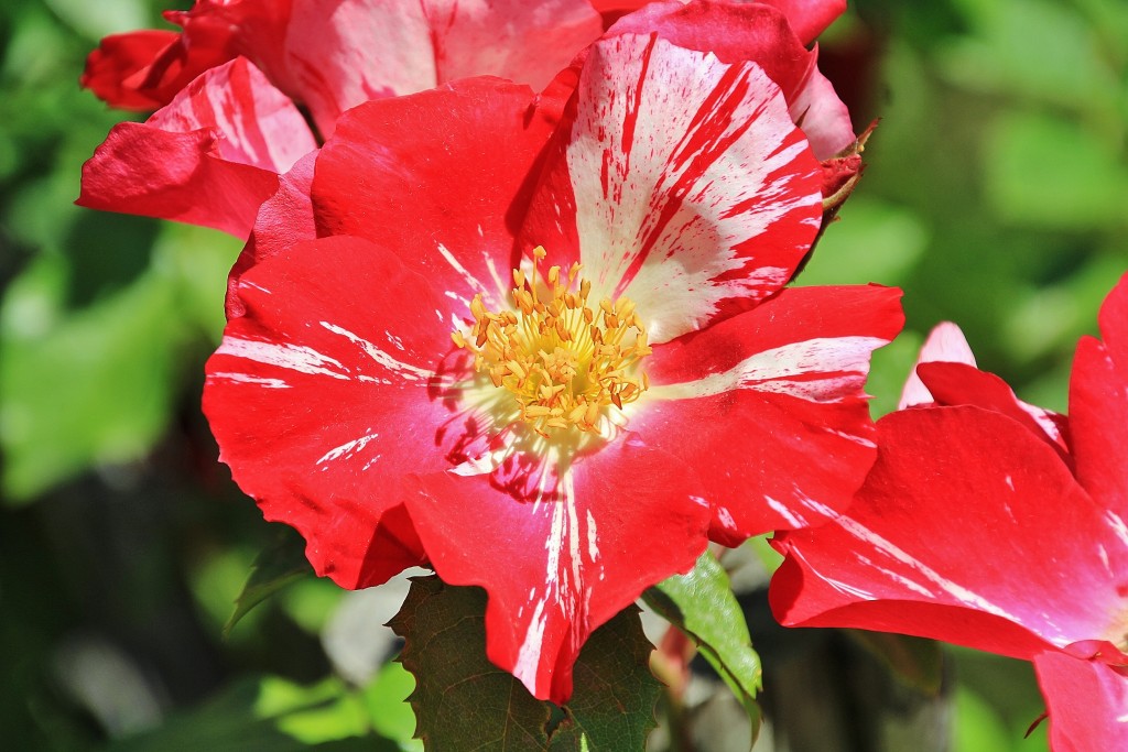 Foto: Concurso de rosas - Barcelona (Cataluña), España