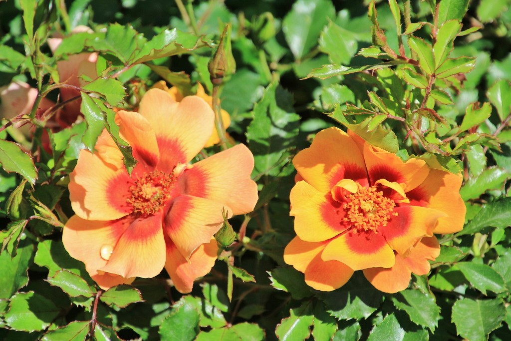 Foto: Concurso de rosas - Barcelona (Cataluña), España