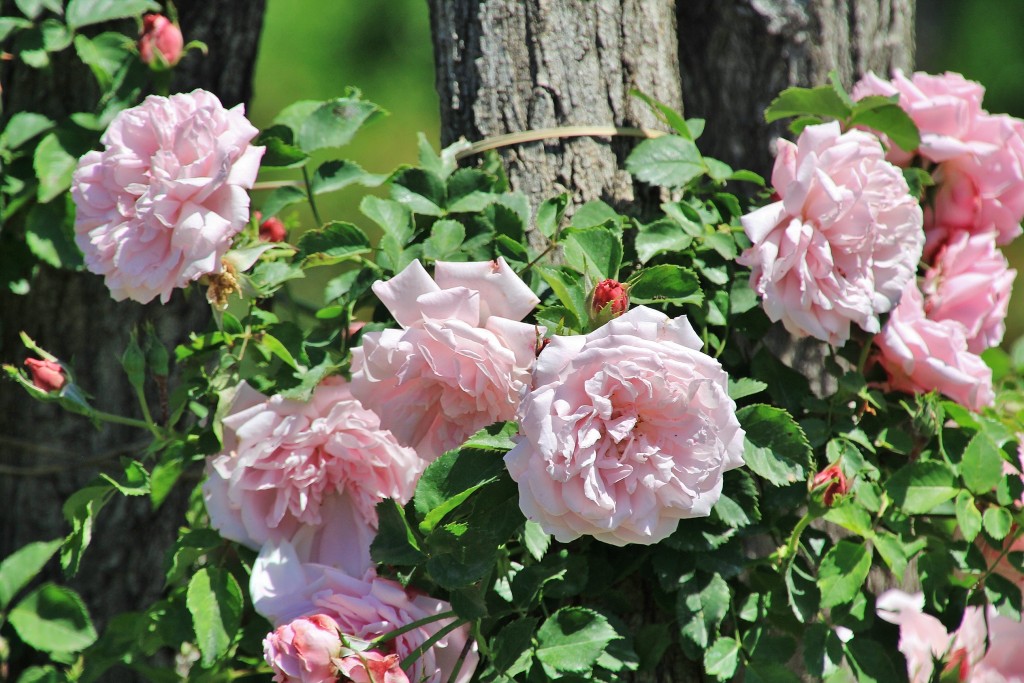 Foto: Concurso de rosas - Barcelona (Cataluña), España