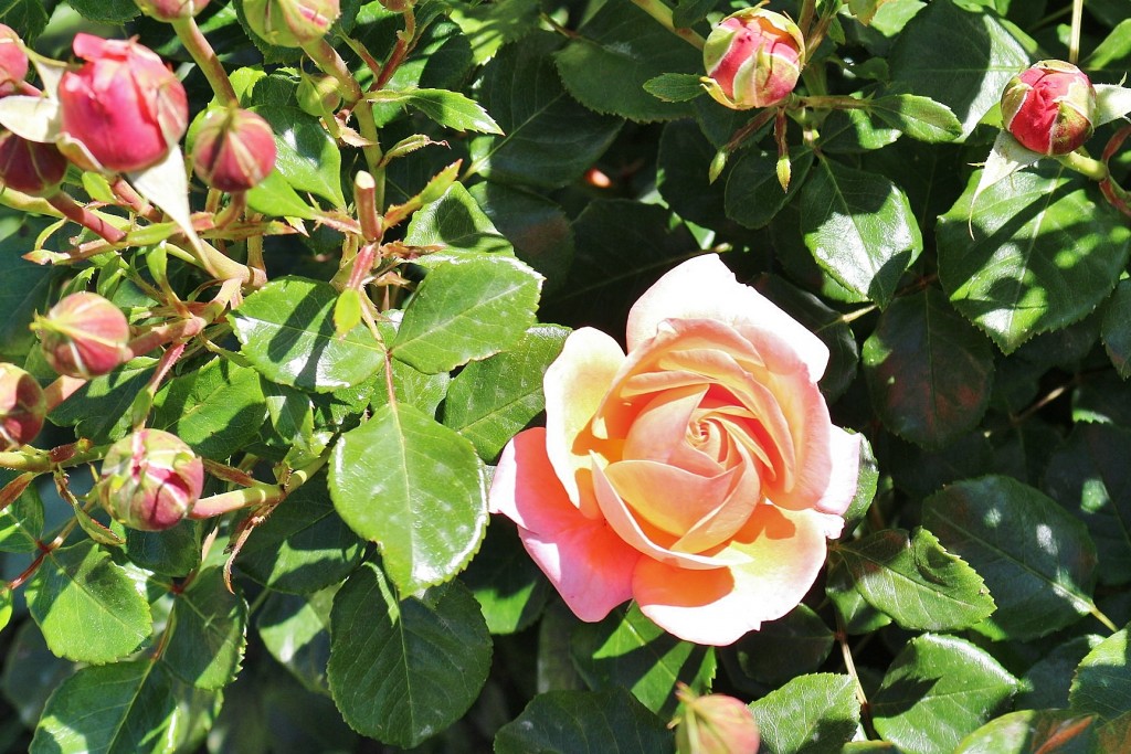 Foto: Concurso de rosas - Barcelona (Cataluña), España
