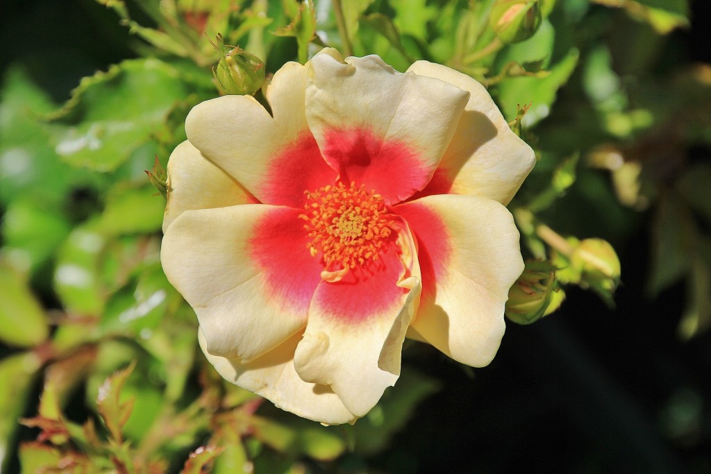 Foto: Concurso de rosas - Barcelona (Cataluña), España