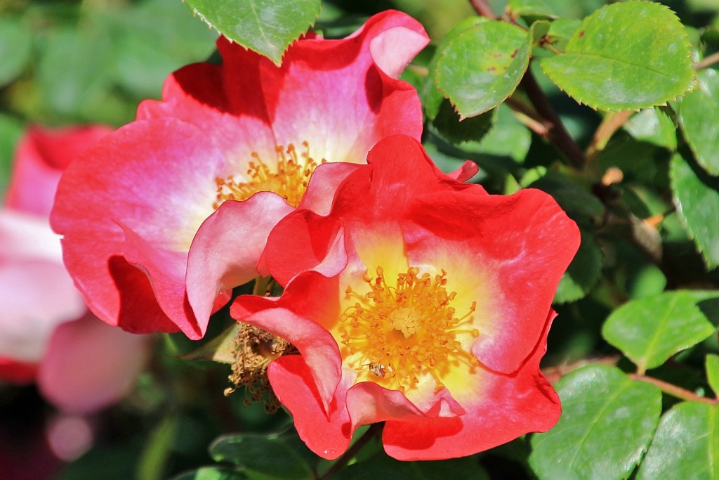 Foto: Concurso de rosas - Barcelona (Cataluña), España