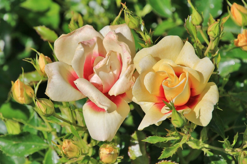 Foto: Concurso de rosas - Barcelona (Cataluña), España