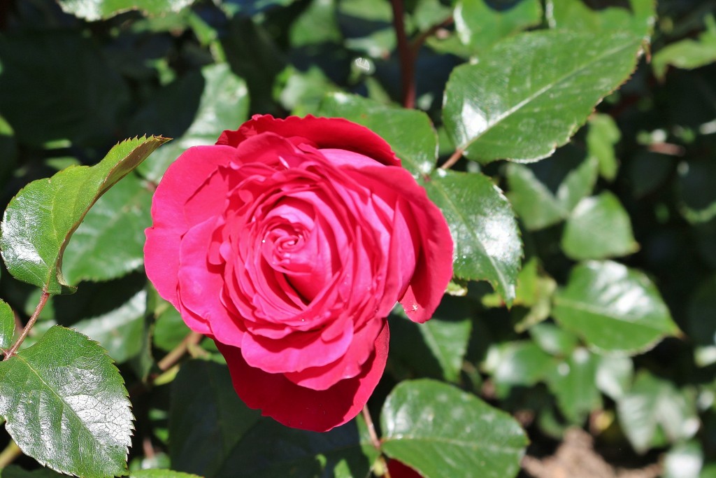 Foto: Concurso de rosas - Barcelona (Cataluña), España